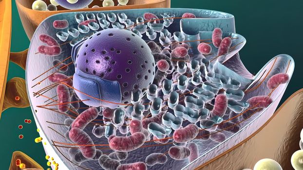 Amyloid Precursor Protein Cleavage, 3d medical illustration .