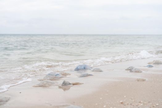 Many Dead Jellyfish On Sea Beach Shallow Water Cornerot and Aurelia jellyfish on the sandy shore and in the water. Azov Sea Ecological Catastrophe Global Warming