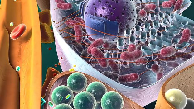 Amyloid Precursor Protein Cleavage, 3d medical illustration .