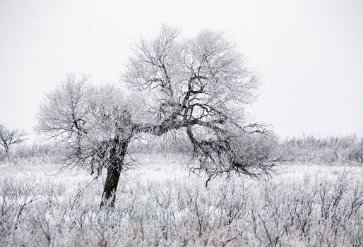 Saskatchewan plains winter extreme cold prairie scenic
