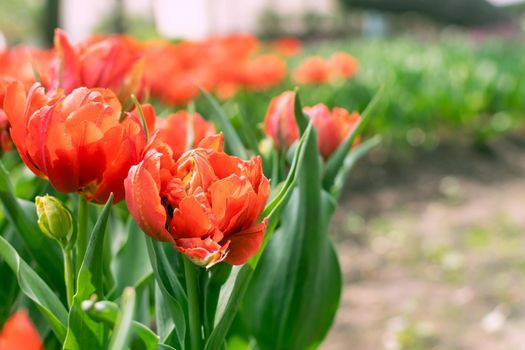 Close up of red spring blooming tulips on green blured background. Spring flowers background. Beautiful floral garden. Decorative park.