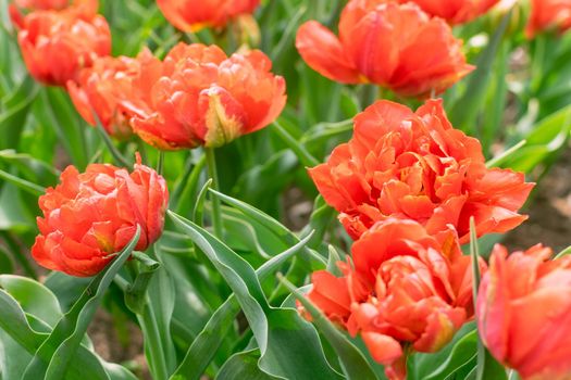 Close up of red spring blooming tulips. Spring flowers background. Beautiful floral garden. Decorative park.