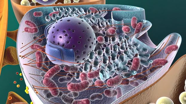 Amyloid Precursor Protein Cleavage, 3d medical illustration .