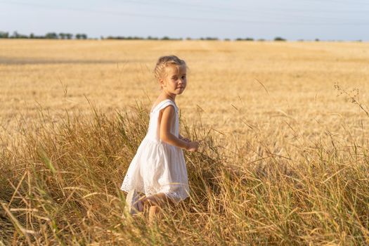 Little girl dressed white dress walking wheat field summer day. Caucasian female child running agricultural field freedom concept