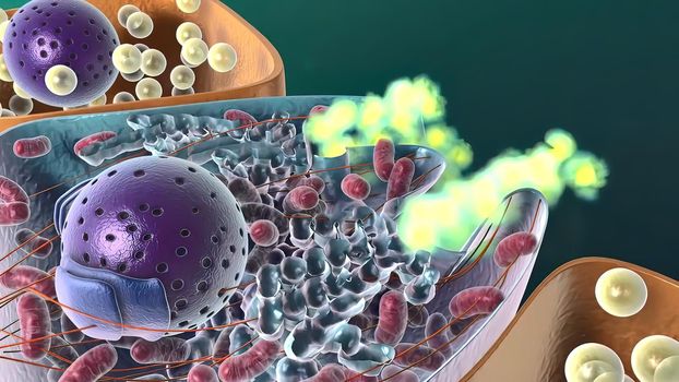 Amyloid Precursor Protein Cleavage, 3d medical illustration .