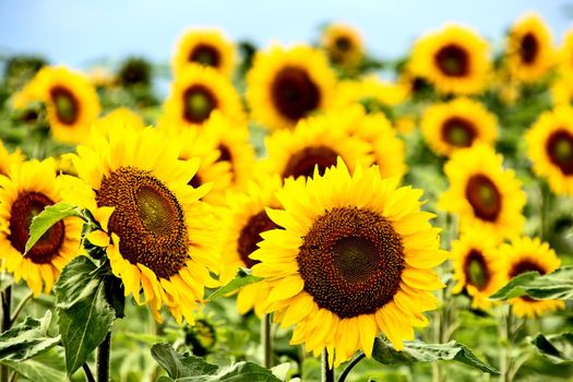 Prairie Sunflower Field in Saskatchewan Canada Rural scene