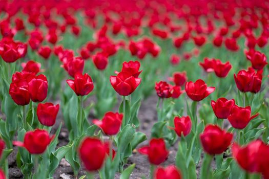 Red tulip flowers background outdoor Spring season flowers