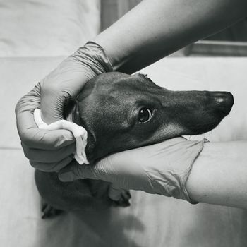 The doctor treats the dog's sore ear. Hands in rubber gloves and muzzle of a dog close-up