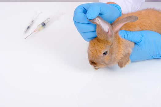 Veterinary hands with blue glove check or analysis little brown rabbit ear and put it on white table.