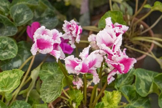 violet flowers on the shelves of stores. High quality photo