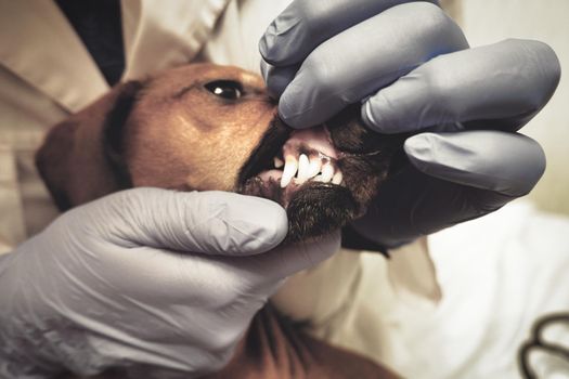 Dog's mouth and hands of a veterinarian in gloves close up