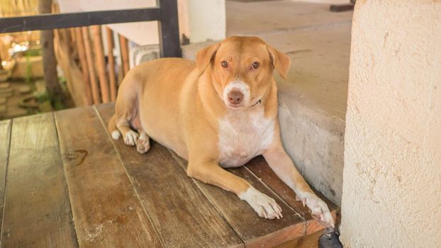 A lazy red and fat dog lies on the threshold of the house