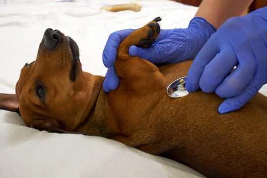 Examination of a dog by a veterinarian closeup