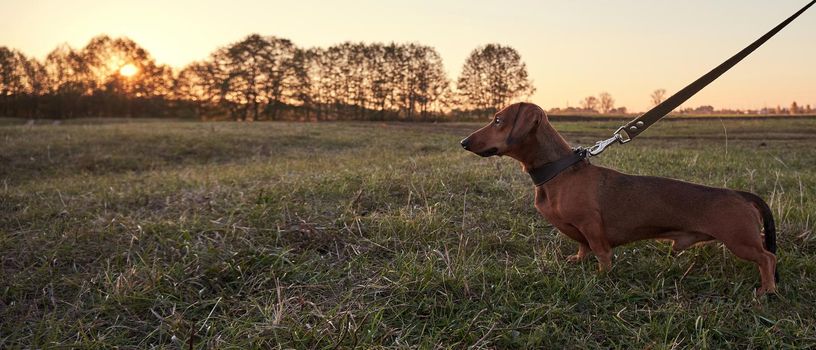 Brown smooth-haired dachshund walking in the field