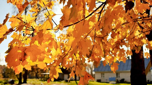 Village houses under the leaves of autumn trees. Straw at the barn. Sunny day. Autumn landscape