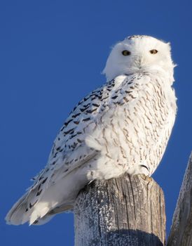 Snowy Owl in the Prairies of Saskatchewan Canada