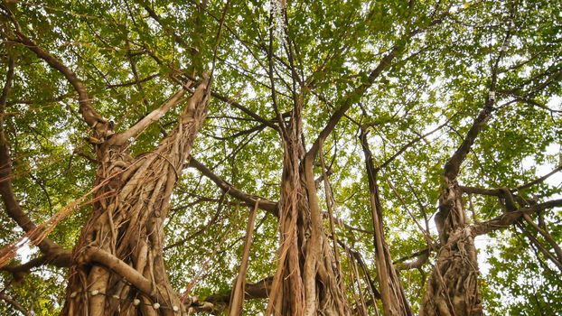 Rays of light shine through the Banyan tree in the jungles. Ayala Triangle Park in Manila. Video shooting in a circular motion. Electronic stabilization