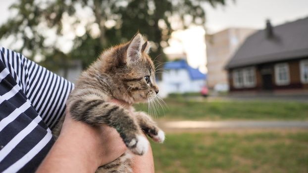 A small brown kitten is in the hands of a woman