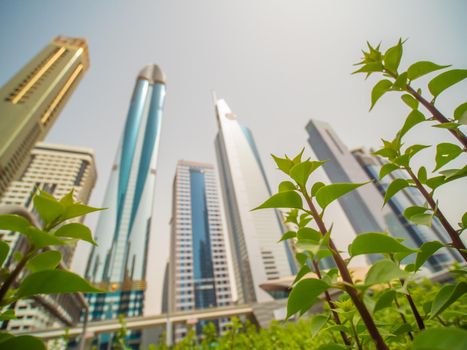 Skyscrapers against the background of flowering flowers on Sheikh Zayed Road in Dubai. The concept of a blooming green city