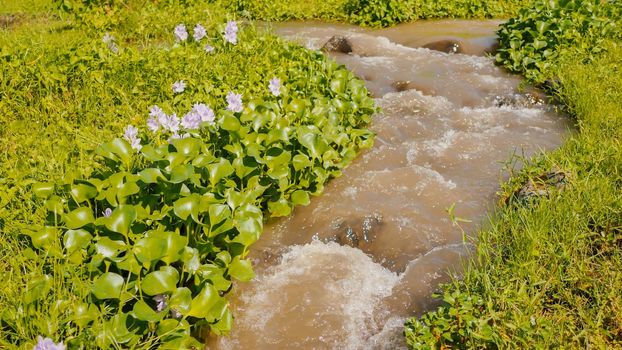 Mountain river with flowers and dense greenery. The mountain volcanic river originating from the Mayon volcano. Legazpi. Philippines. Shooting in motion