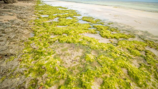 Flowering algae on the coast of the island of Bohol. Philippines. Evening time. Shooting in motion