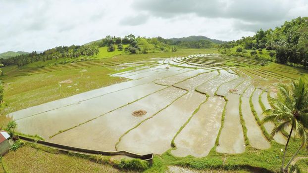 Rice fields of the Philippines. The island of Bohol. Pablacion. Anda