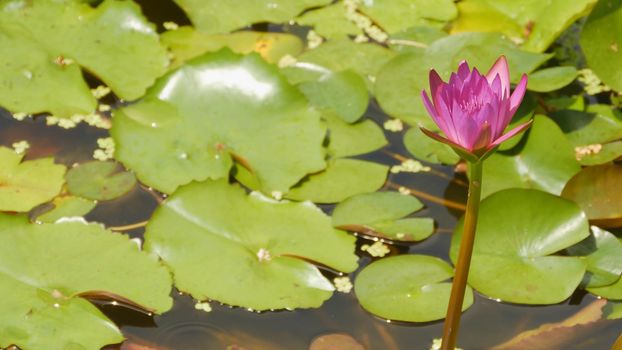 Purple pink water Nymphaea in a pond with a fountain. Water garden. Beautiful flower. Vietnam. Shot in 4K - 3840x2160, 30fps