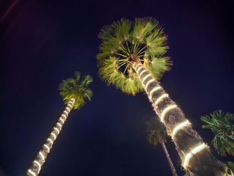 Christmas garlands and light illumination on a two palms tree at night. Dubai