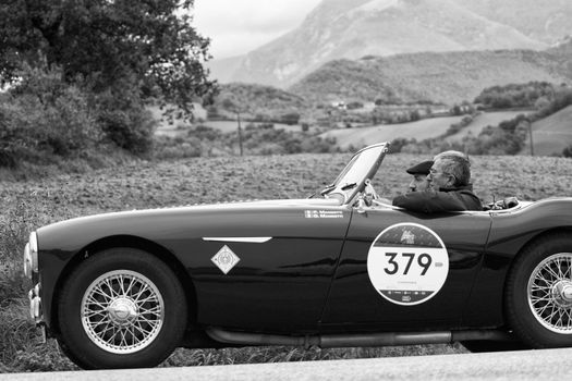 CAGLI , ITALY - OTT 24 - 2020 : AUSTIN HEALEY 100/4 BN2 1956 on an old racing car in rally Mille Miglia 2020 the famous italian historical race (1927-1957)