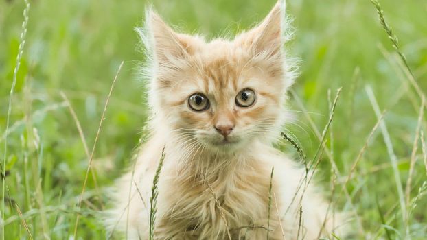 Red fluffy kitten on the green grass meows