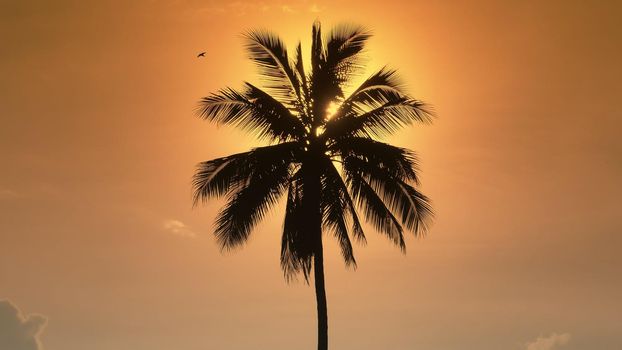 Palm tree at sunset. The sun hides behind a lonely palm tree in the yellow evening sky