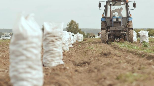 Harvesting potatoes in the field. The tractor plows and digs out the carft. White full sacks of potatoes are standing in the field