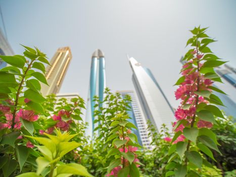 Skyscrapers against the background of flowering flowers on Sheikh Zayed Road in Dubai. The concept of a blooming green city