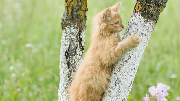 Ginger kitten crawls on a tree against the background of grass and flowers