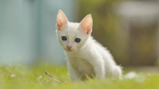 The white Asian and thin kitten runs on a grass. Asian breed