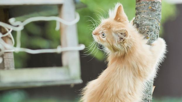 Red fluffy kitten on the green grass meows