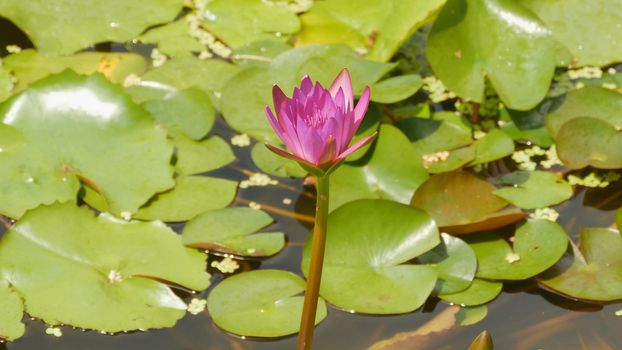 Purple pink water Nymphaea in a pond with a fountain. Water garden. Beautiful flower. Vietnam. Shot in 4K - 3840x2160, 30fps