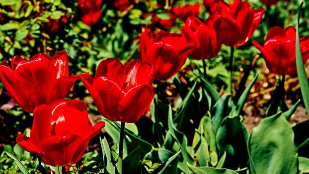 a bulbous spring-flowering plant of the lily family, with boldly colored cup-shaped flowers.Red saturated tulips close-up on a sunny warm day.