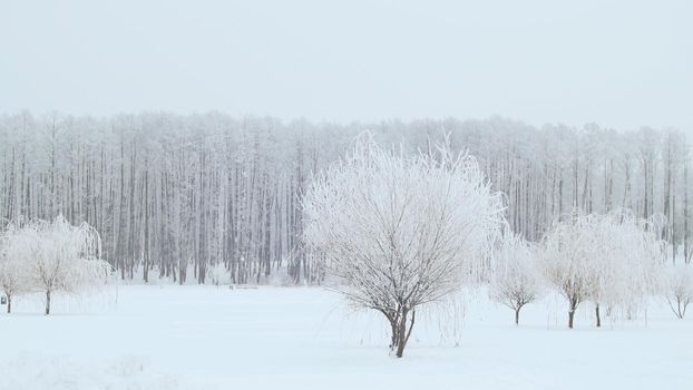 Landscape of the winter city park. Snow falls