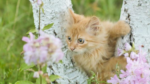 Ginger kitten crawls on a tree against the background of grass and flowers