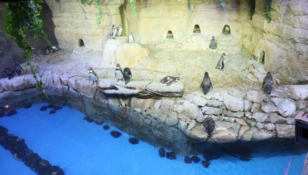 Penguins in the zoo of Dubai. UAE