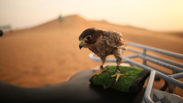 Eagle sitting. Slow motion. Desert in Abu Dhabi, United Arab Emirates