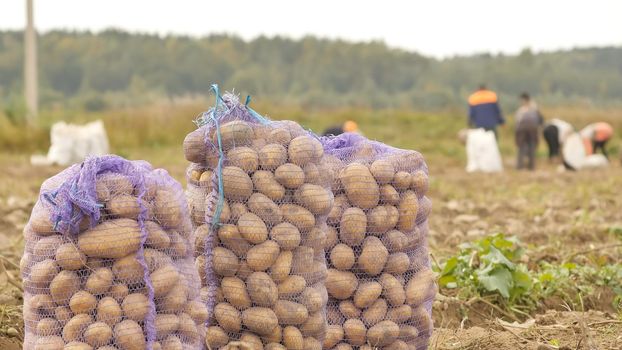 Stuffed sacks of potatoes stand in the field. Harvesting of potatoes by peasants
