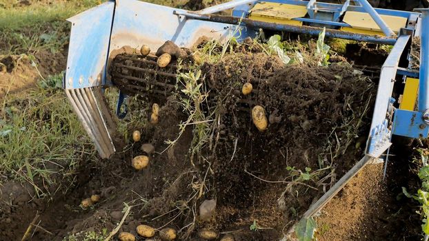 The mechanism of potato harvesting in work. autumn cleaning of potatoes. Peasants harvest the harvest