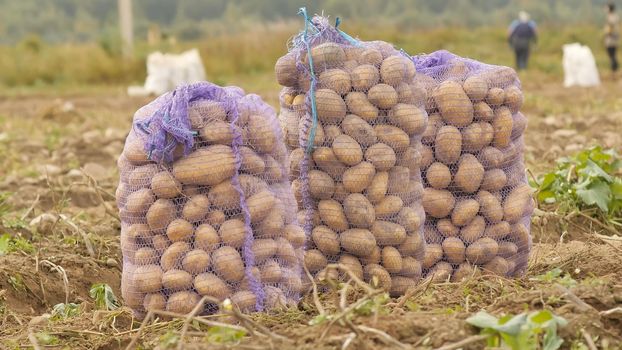 Stuffed sacks of potatoes stand in the field. Harvesting of potatoes by peasants