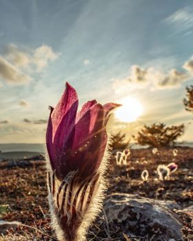 Dream-the beautiful grass Pulsatilla patens blooms in the spring in the mountains. The golden hue of the setting sun. Atmospheric spring background. Delicate, fragile flowers in selective focus at sunset