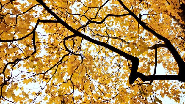 Yellow tops of maple trees in autumn. A park. Nature. Shooting in motion with electronic stabilization