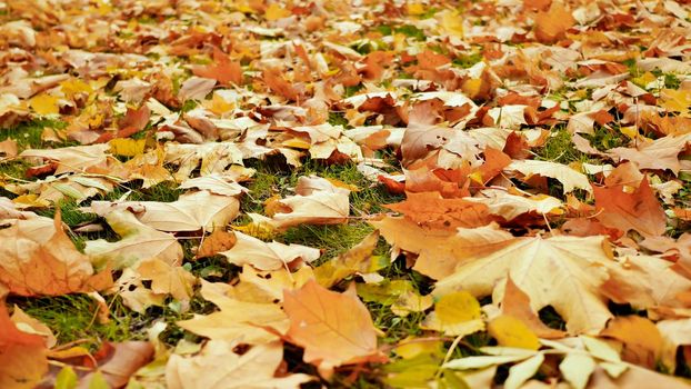 Colorful fallen maple leaves lying on the ground with green grass, autumn season. Shooting in motion with electronic stabilization