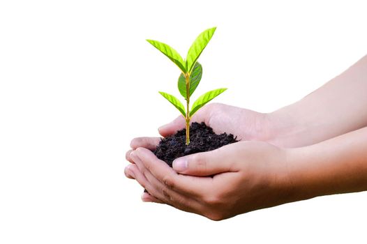 hand holding a tree environment earth day white background isolate