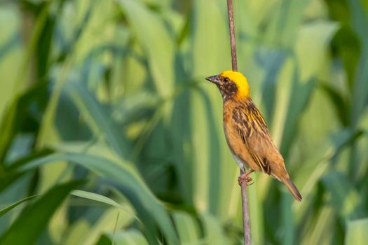 Image of male baya weaver nesting on nature background. Bird. Animals.